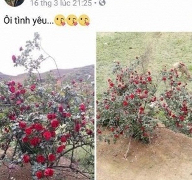 D&ograve;ng trạng th&aacute;i m&agrave; HN chia sẻ nhận b&atilde;o mạng.