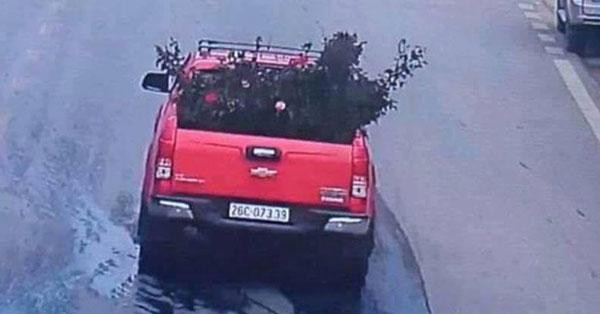 
Công an xác định chiếc xe chở hoa hồng được camera ghi lại trước đó không phải là xe trộm cây hồng cổ.
