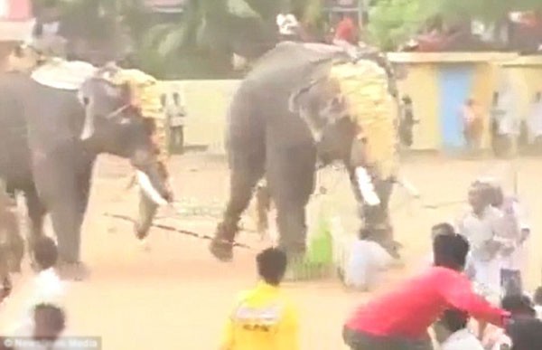 Những người tham gia lễ hội bỏ chạy tán loạn khi con voi trở nên hung hăng.