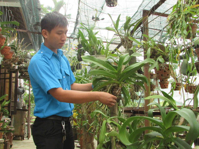 Mỗi năm anh Đạt còn bỏ túi 50 triệu đồng từ trồng lan rừng