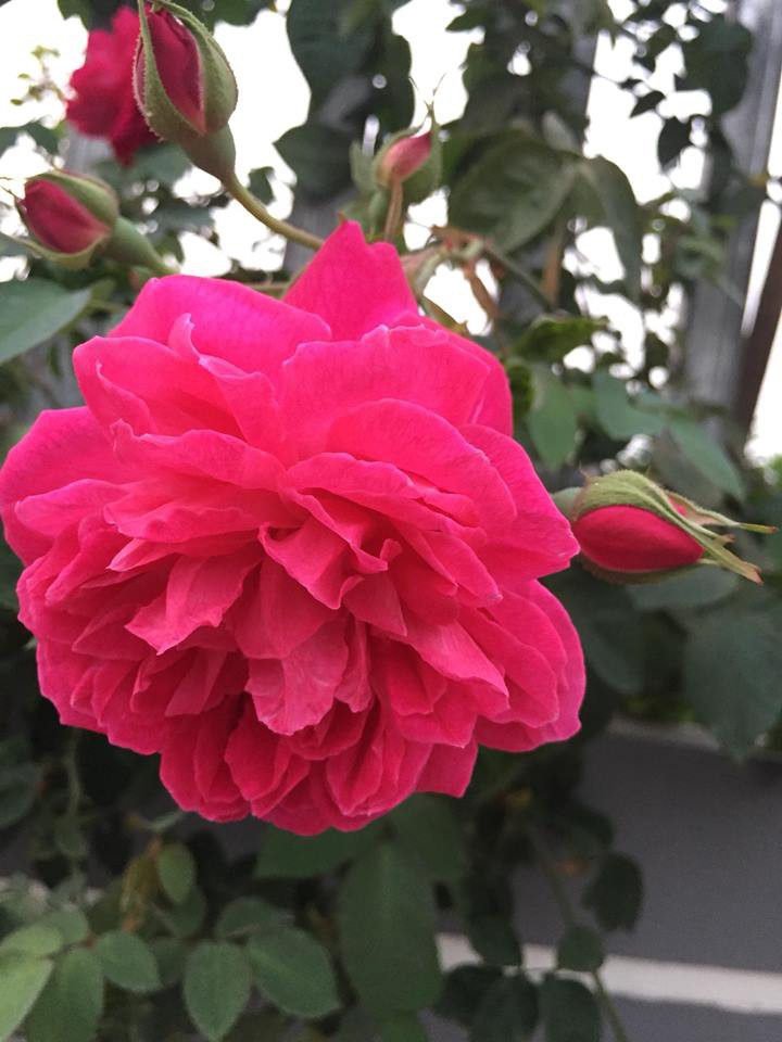 Tuy vườn hồng mới được chị trồng được 2 năm nhưng những bụi hồng bung nở rực rỡ, đẹp đến mê mẩn, phát hờn. Chia sẻ trên các trang mạng xã hội, vườn hồng của chị Ánh Quyên nhận được rất nhiều lời khen, ngưỡng mộ và gây thương nhớ cho hàng ngàn chị em yêu hoa.