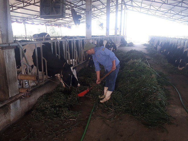 Nhờ nuôi bò sữa mà mỗi năm gia đình anh Nguyễn Tiến Đạt có lãi gần 1 tỷ đồng.