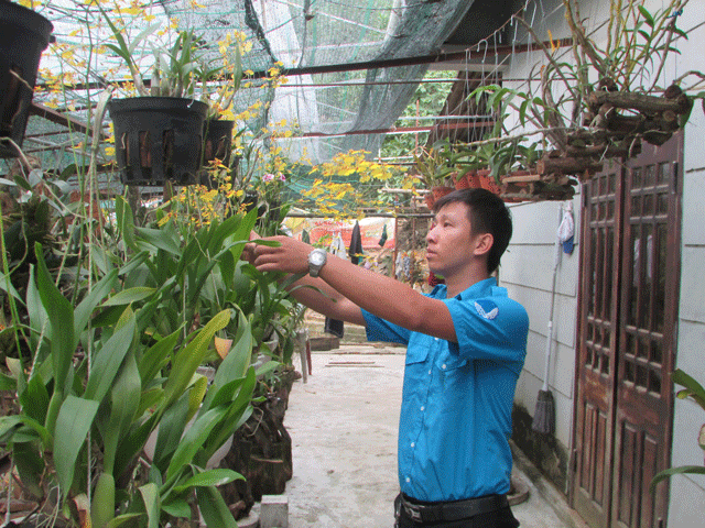 Anh Đạt b&ecirc;n m&ocirc; h&igrave;nh trồng hoa phong lan cắt c&agrave;nh, mỗi th&aacute;ng bỏ t&uacute;i 20 triệu đồng/th&aacute;ng.