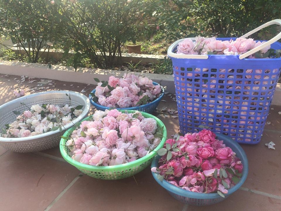 Cụ thể: Để phòng trừ sâu bệnh chị Ánh Quyên thường nghiền 0.5 kg tỏi + 1 kg ớt + 1 lít rượu (trên 40 độ). Lấy 100 ml hỗn hợp trên pha với 1 bình nước 20 lít và phun đều lên mặt cây hồng. Phun liên tục trong 3 lần, mỗi lần cách nhau 3 ngày.