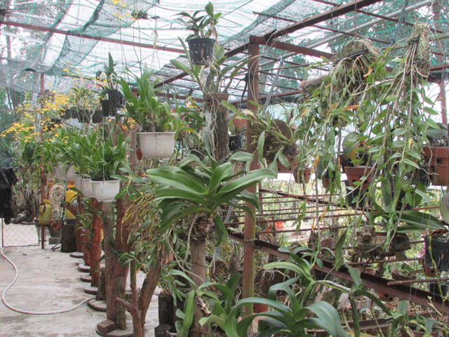 Ngoài lan mokara và denro, 9X Vũ Thành Đạt còn trồng hoa phong lan rừng với nhiều giống lan khác nhau.