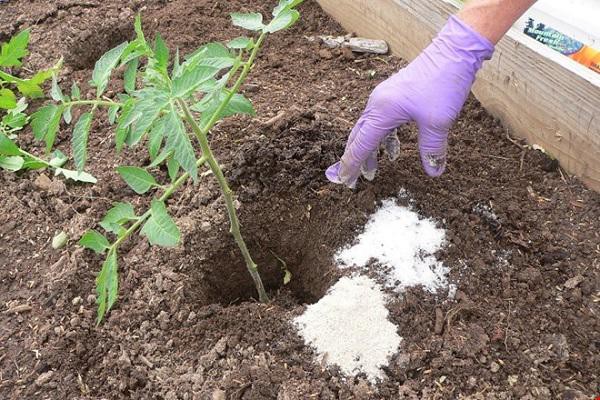 Trước khi trồng cây, giéo hạt hay cấy ghép, hãy rắc một ít muôi Epsom vào dưới, phủ một lớp đất lên rồi trồng cây như bình thường.