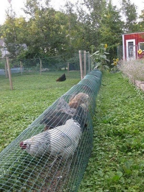 Nghe thì có vẻ lạ, nhưng thực tế, đây là một ý tưởng làm vườn sáng tạo và rất độc đáo : Đàn gà có thể tha hồ ra vườn ăn cỏ, sâu bọ quanh vườn để bảo vệ cây, lại không gây ảnh hưởng (phá, dẫm đạp lên rau, ăn rau,...) đến rau hoa trong vườn.