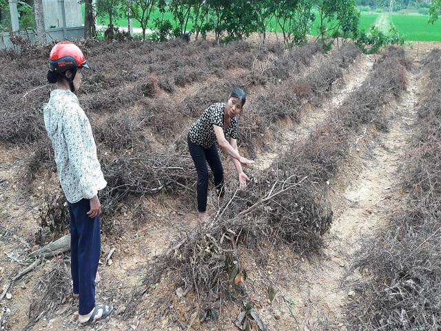 Bà Lành-vợ ông Hiệp hướng dẫn kỹ thuật trồng khoai mài cho người dân. Ảnh: Nguyễn Duyên.