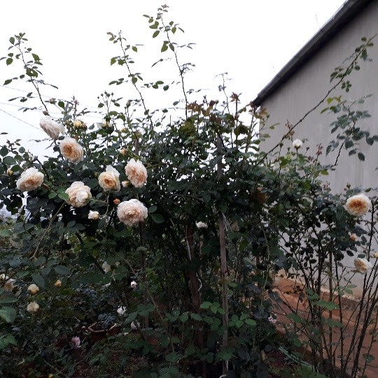 Hiện trong vườn nhà anh Hùng có hàng trăm cây hoa lớn nhỏ, có giá trị từ 200.000 - 15 triệu đồng/cây