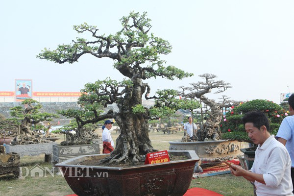 Cận cảnh cây khế cổ thụ tên kết mộc vi sơn của anh Toàn ở Phú Thọ.