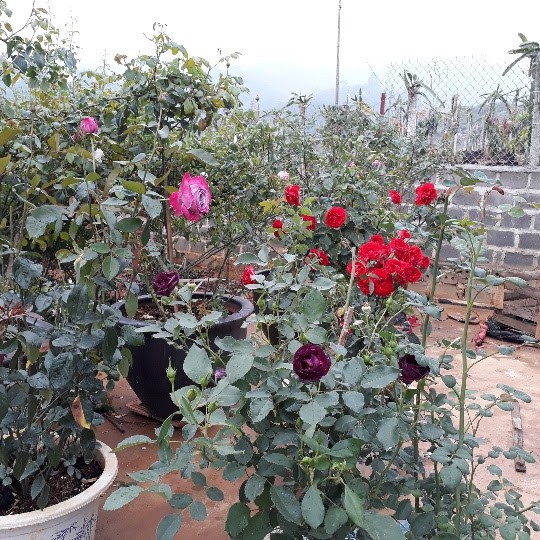 Những cây hồng ngoại, hồng cổ nở hoa rực rỡ với nhiều màu sắc, khiến ai đi ngang qua cũng trầm trồ khen ngợi