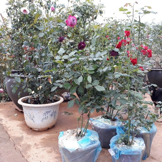 Anh Hùng chuẩn bị gửi những cây hoa đẹp cho khách đặt mua