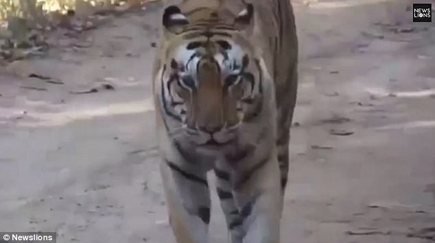 Đã có đến 22 người thiệt mạng vì bị hổ tấn công và ăn thịt chỉ trong vòng một năm tại huyện Lakhimpur Kheri.