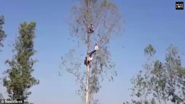 Người dân hoảng sợ trèo lên cây để tránh hổ.