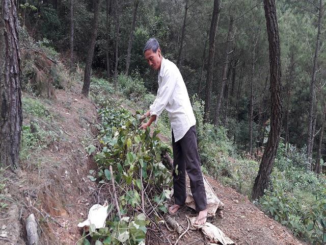 Khoai mài được gia đình ông Hiệp tận dụng trồng dưới tán rừng thông. Ảnh: Nguyễn Duyên.