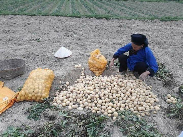 Người dân Chi Lăng lo lắng vì khoai tây không nơi tiêu thụ. Ảnh: IT