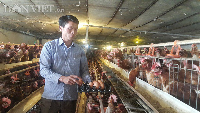 Nhờ nuôi 40.000 con cả gà và lẫn vịt mà mỗi năm anh Hồng lãi gần 4 tỷ