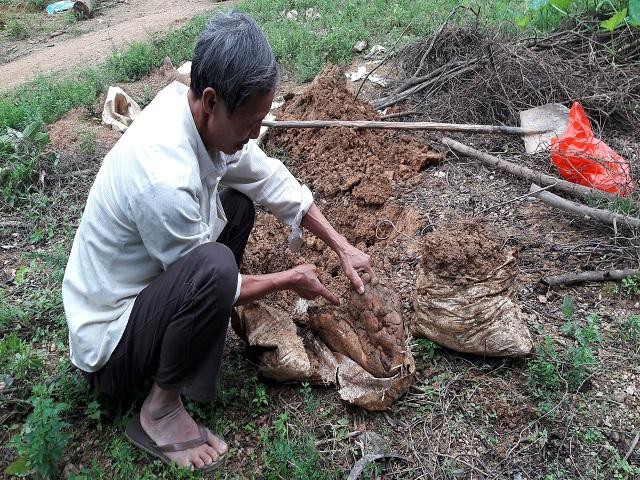 Củ khoai phát triển chỉ nằm gọn trong bao tải. Ảnh: Nguyễn Duyên.