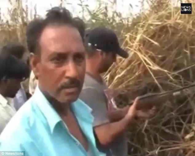 Một số nam giới trong làng ra sức truy lùng băt giữ con hổ vừa chạy vào cánh đồng mía trong làng của họ.