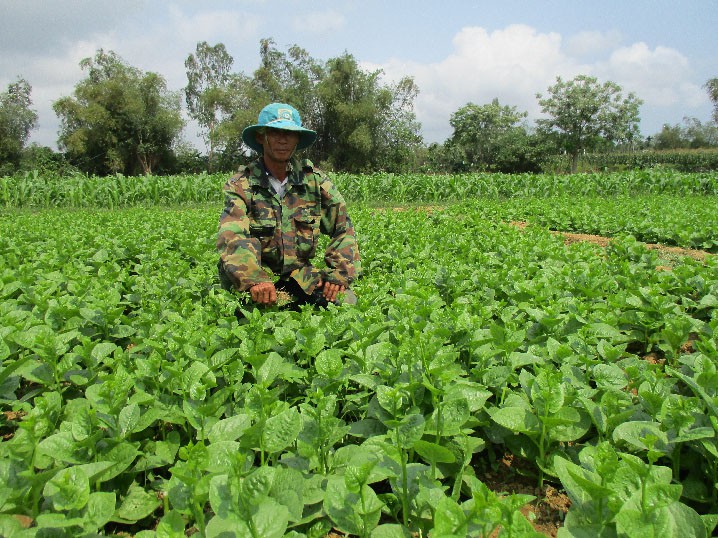 Ngoài trồng rau má, ông Hà Ngọc Phi còn trồng thêm rau mồng tơi, cải, ớt...Ảnh: Trần Hậu