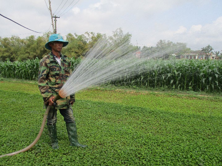Theo ông Phi, tưới nước cho rau má thường xuyên sẽ giúp rau phát triển tốt, ít sâu bệnh. Ảnh: Trần Hậu