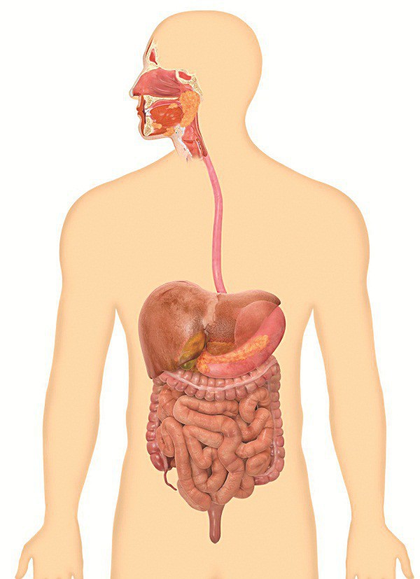 
Nếu bạn ăn vào, bạn sẽ làm hệ tiêu hóa hoạt động
