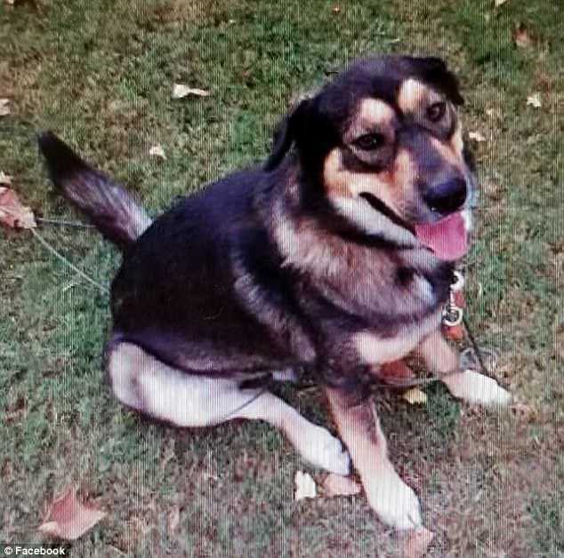 Ch&uacute; ch&oacute; Bruno (Ảnh: dailymail)