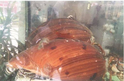 Những con ốc được chủ nh&agrave; h&agrave;ng mua về để chế biến m&oacute;n ăn.