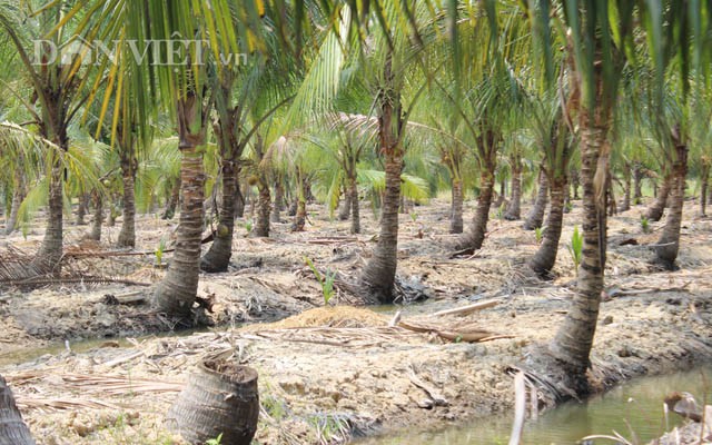 Việc trồng dừa không tốn nhiều công chăm sóc, chỉ cần cần đúng kỹ thuật. Ảnh: Nguyên Vỹ