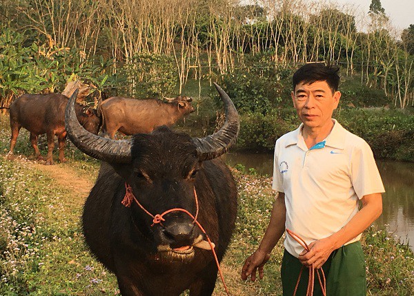 Hiện nay, giá trâu trưởng thành được bán trên thị trường với giá hơn 20 triệu đồng/con, đem lại nguồn thu nhập lớn cho gia đình ông Phánh.