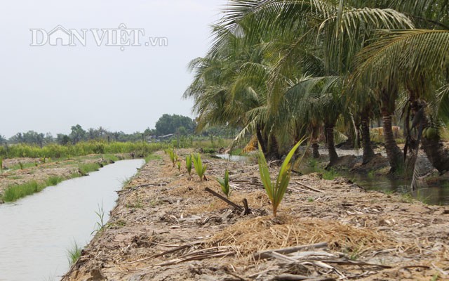 Cây dừa thích ứng tốt trên vùng đất nhiễm phèn nặng như ở xã Lê Minh Xuân (Bình Chánh). Ảnh: Nguyên Vỹ