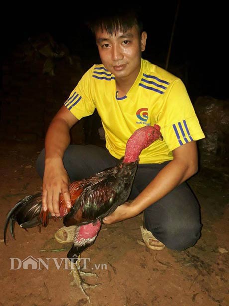Nguyễn Minh Tâm bên cạnh 1 con gà chọi mà anh đang chăm sóc, huấn luyện.