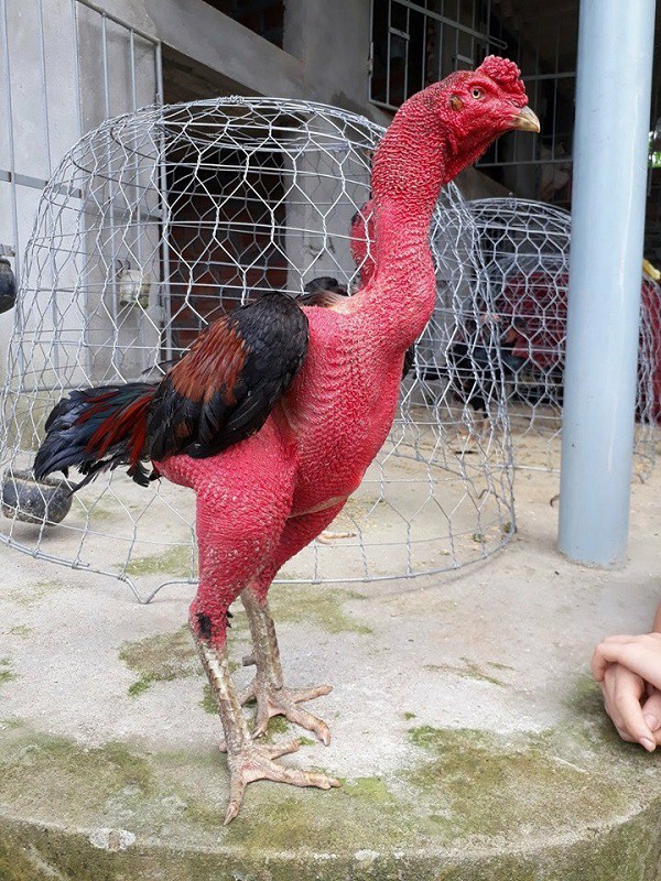 Theo chàng dược sỹ trẻ Nguyễn Minh Tâm, để nuôi được 1 con gà chọi thi đấu phải rất kỳ công chăm sóc và tốn công huấn luyện. Ảnh Ngô Hùng