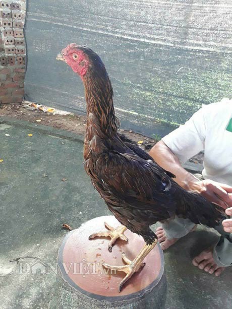 Theo Nguyễn Minh Tâm, để có những con gà chọi tốt thì rất cần có những con gà mái mẹ tốt (trong ảnh) và những con gà chọi trống tốt.