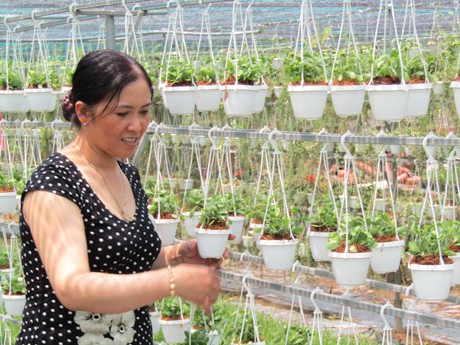 Nữ tỷ phú hoa treo, kiểng lá Nguyễn Thị Nga đang chăm sóc những chậu hoa treo trong trang trại.