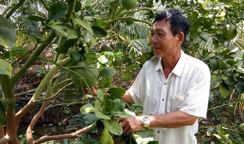 Lão nông Trần Văn Ngoan bên vườn bưởi da xanh đầu tiên vùng biên giới Vĩnh Hưng. Ảnh: Q.H