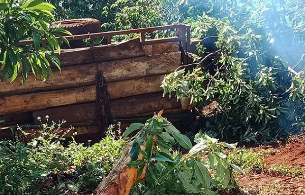 Xe cày chở đầy gỗ bị lật nghiêng, gãy rời bánh xe nằm bên rẫy cà phê