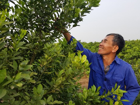 Bốn năm nay, &ocirc;ng Đo&agrave;n Văn Hoa chuyển từ trồng quất cảnh sang trồng quất dược liệu cho thu nhập cao.