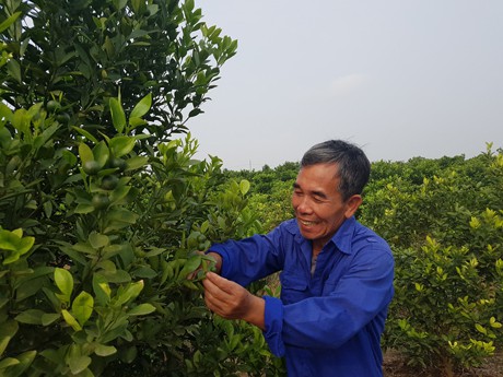 &Ocirc;ng Đo&agrave;n Văn Hoa cho hay, trồng quất dược liệu kh&ocirc;ng tốn tiền mua thuốc trừ s&acirc;u, ph&acirc;n b&oacute;n h&oacute;a học m&agrave; c&ocirc;ng chăm s&oacute;c th&igrave; nhẹ đi rất nhiều so với trồng quất cảnh.