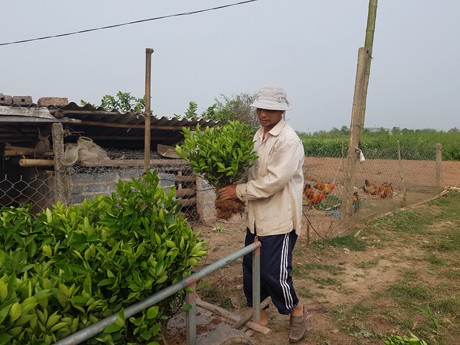 B&ecirc;n cạnh b&aacute;n quất quả, gia đ&igrave;nh &ocirc;ng Hoa c&ograve;n c&oacute; th&ecirc;m nguồn thu từ việc b&aacute;n c&acirc;y quất giống.