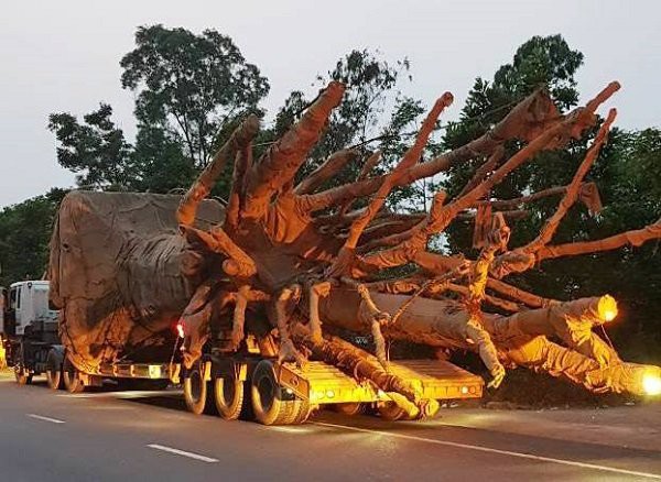 Cây quái thú vận chuyển nghênh ngang trên quốc lộ 1A