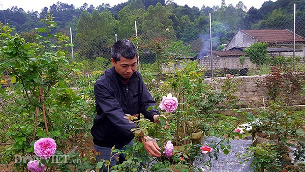 Chăm hoa hồng giờ đây với ông Trần Văn Nhiễm đó là công việc thường nhật, hiển nhiên vì nó là niềm đam mê, là những đứa con của ông.