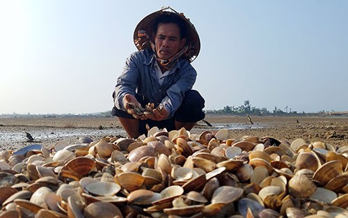 Người nuôi thủy sản ở huyện Cẩm Xuyên buồn bã vì ngao chết hàng loạt vào ba tuần trước. Ảnh: Đức Hùng