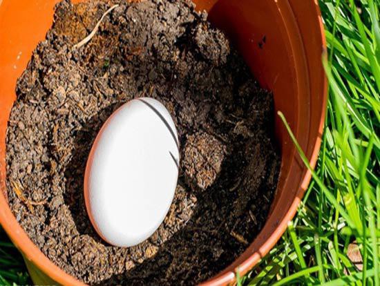 Đặt 1 quả trứng xuống đất trồng cây, thời gian sau bạn sẽ thấy cây xanh tốt, phát triển nhanh hơn nhiều.