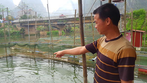 Cắt cỏ cho cá ăn là công việc thường ngày của anh Trần Minh Tâm.