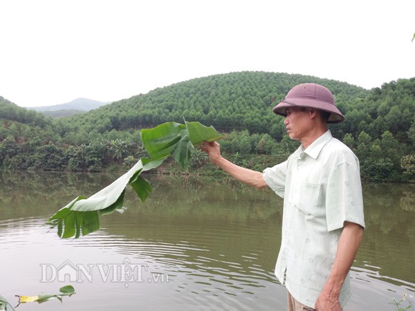 Ông Trọng bỏ thức ăn chăm sóc đàn cá tại trang trại của gia đình.