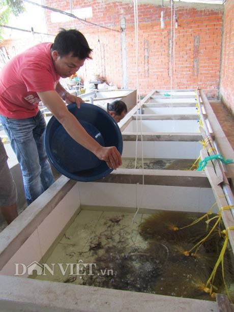 Công nhân trại lươn Thanh Tân đang chăm sóc lươn giống trong bể ươm nuôi.