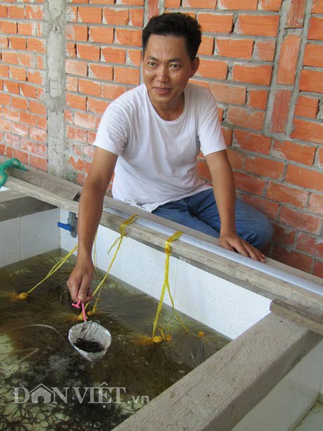 Anh Nguyễn Thanh Tân giới thiệu về mô hình ươm nuôi lươn giống.