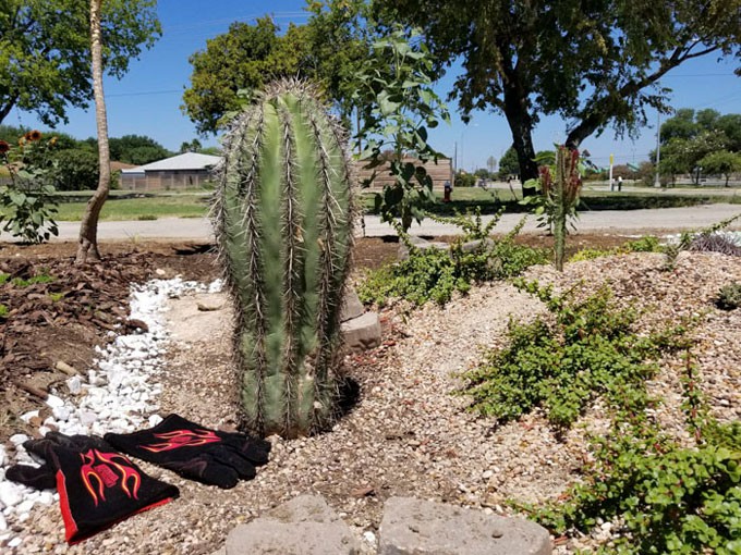 Người đàn ông đến từ phía nam Texas dần cảm thấy tự tin hơn với việc làm vườn sau một năm gặp người bạn hữu duyên kể trên. Anh đã học được nhiều điều từ bạn mình.