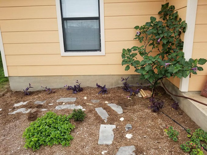 Không chỉ đem đến cho anh kiến thức, người bạn còn tặng khu vườn của anh nhiều cây. Mỗi sáng thức dậy, anh lại nhìn thấy những cây mới. Anh gọi đó là cây cổ tích.